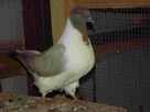 sprzedam golębie - 4