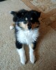 Owczarek szkocki długowłosy Collie FCI szczenięta - 5