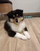 Owczarek szkocki długowłosy Collie FCI szczenięta