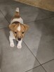 Sprzedam szczeniaki Jack russell terrier