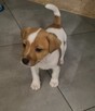 Sprzedam szczeniaki Jack russell terrier - 3