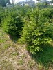 Sprzedam Choinki - 3