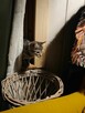 Kocurki dachowce kotki domowe małe kot do adopcji darmo - 4