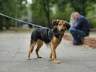 Gandzia szuka domu wyjątkowa suczka po trudnych przejściach - 3