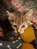 Kocurki dachowce kotki domowe małe kot do adopcji darmo - 6