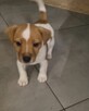 Sprzedam szczeniaki Jack russell terrier - 2