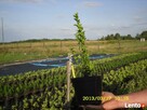 thuja tuja szmaragd 6,50 hurt najtaniej - 5