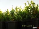thuja tuja szmaragd 6,50 hurt najtaniej - 8