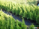 thuja tuja szmaragd 6,50 hurt najtaniej - 4