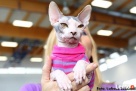 * Love * Przytulaski * DeTrojanS * Sfinks SPHYNX CANADIAN * - 7