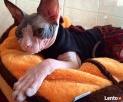 * Love * Przytulaski * DeTrojanS * Sfinks SPHYNX CANADIAN * - 8