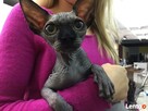 * Love * Przytulaski * DeTrojanS * Sfinks SPHYNX CANADIAN * - 3