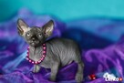 * Love * Przytulaski * DeTrojanS * Sfinks SPHYNX CANADIAN * - 5