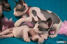 * Love * Przytulaski * DeTrojanS * Sfinks SPHYNX CANADIAN * - 2