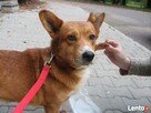 Pomocy! Zaginął Foksik Bemowo /Jelonki - 2