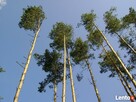 Wycinka i podcinka drzew, usługi zwyżkami -MYSZKÓW i okolice