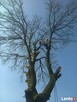 Wycinanie,ścinanie drzew metodą alpinistyczną