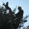 Wycinanie,ścinanie drzew metodą alpinistyczną