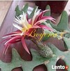 EPIPHYLLUM - egzotyczne- epifilum- kaktus, - 2