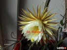 EPIPHYLLUM - egzotyczne- epifilum- kaktus, - 1