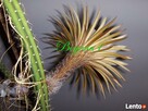 EPIPHYLLUM - egzotyczne- epifilum- kaktus, - 2