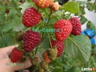 MALINY------Malina-------Krzewy malin ------- KRZEWY malin - 2