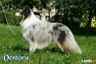 Salon dla zwierząt SPA 4 DOG - Jelcz-Laskowice - 6