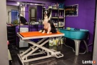 Salon dla zwierząt SPA 4 DOG - Jelcz-Laskowice - 1