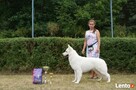 Salon dla zwierząt SPA 4 DOG - Jelcz-Laskowice - 8