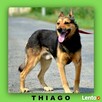 grzeczny Thiago i jego psia historia !