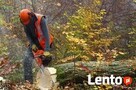 Wycinka i podcinka drzew, ŻARKI LETNISKO tel 505-246-812 - 4
