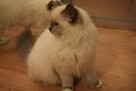 Kocieta Ragdoll na kolanka - 3