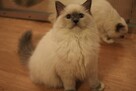 Kocieta Ragdoll na kolanka - 4