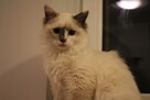 Kocieta Ragdoll na kolanka - 2