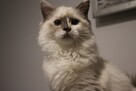 Kocieta Ragdoll na kolanka - 8