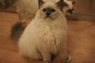 Kocieta Ragdoll na kolanka - 5