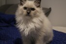Kocieta Ragdoll na kolanka - 6