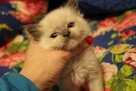 Kocieta Ragdoll na kolanka - 7