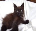 Cudowne kocięta maine coon - 6
