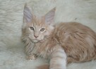 Cudowne kocięta maine coon - 4