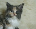 Cudowne kocięta maine coon - 5