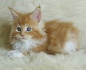 Cudowne kocięta maine coon - 3