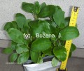 Żyworódka ( PINNATA ) kalanchoe, PRAWDZIWA --- -- LECZNICZA - 2