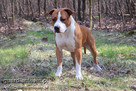 AMSTAFF - American Stafordshire Terrier - KRYCIE - 4