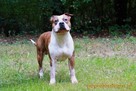 AMSTAFF - American Stafordshire Terrier - KRYCIE - 7