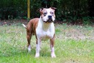 AMSTAFF - American Stafordshire Terrier - KRYCIE - 6