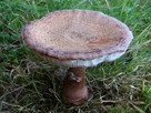 Muchomor czerwieniejący Mycelium.Grzybnia Biologiczna - 2