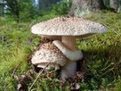 Muchomor czerwieniejący Mycelium.Grzybnia Biologiczna - 1