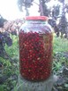Kiszony owoc głogu - 4