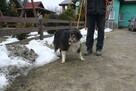 Spokojny TIMI border collie - tricolour do adopcji - 1